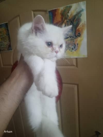 2 Persian Kitten Male, 4 months