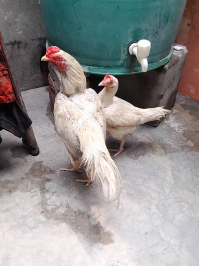 Top quality aseel bengum 1 male 2 female. . . [Male 6500]. .