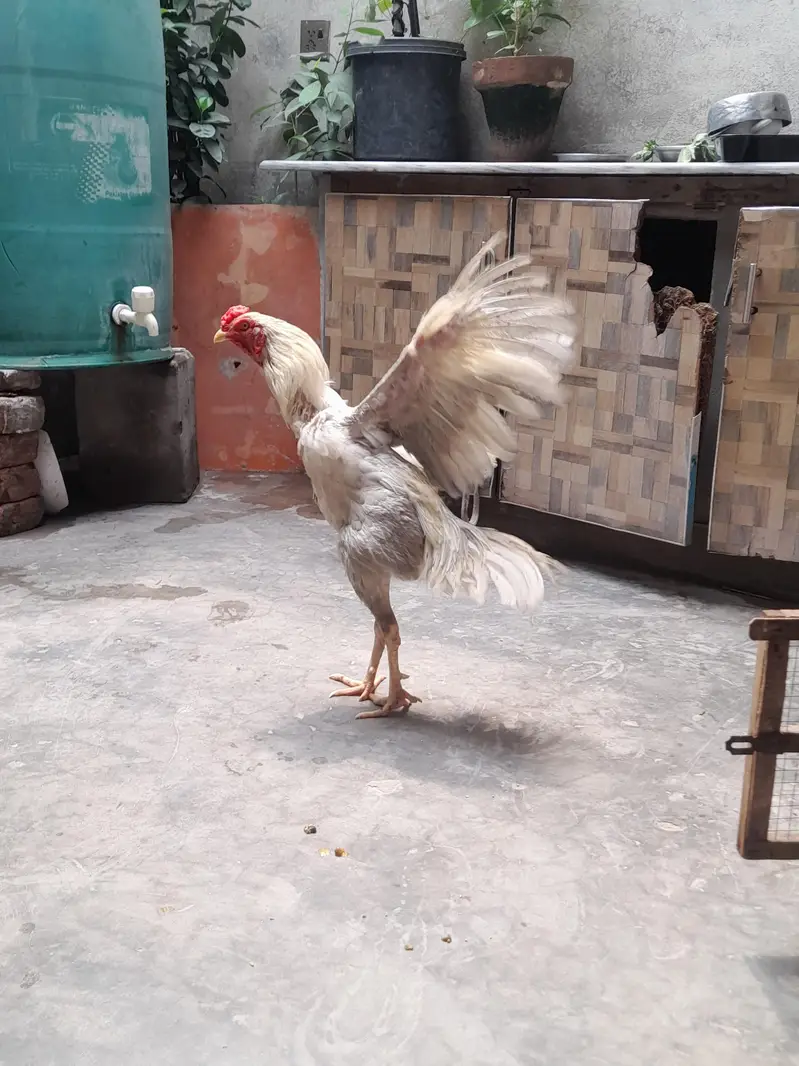 Top quality aseel bengum 1 male 2 female. . . [Male 6500]. . — photo 2