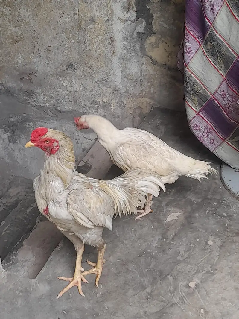 Top quality aseel bengum 1 male 2 female. . . [Male 6500]. . — photo 3