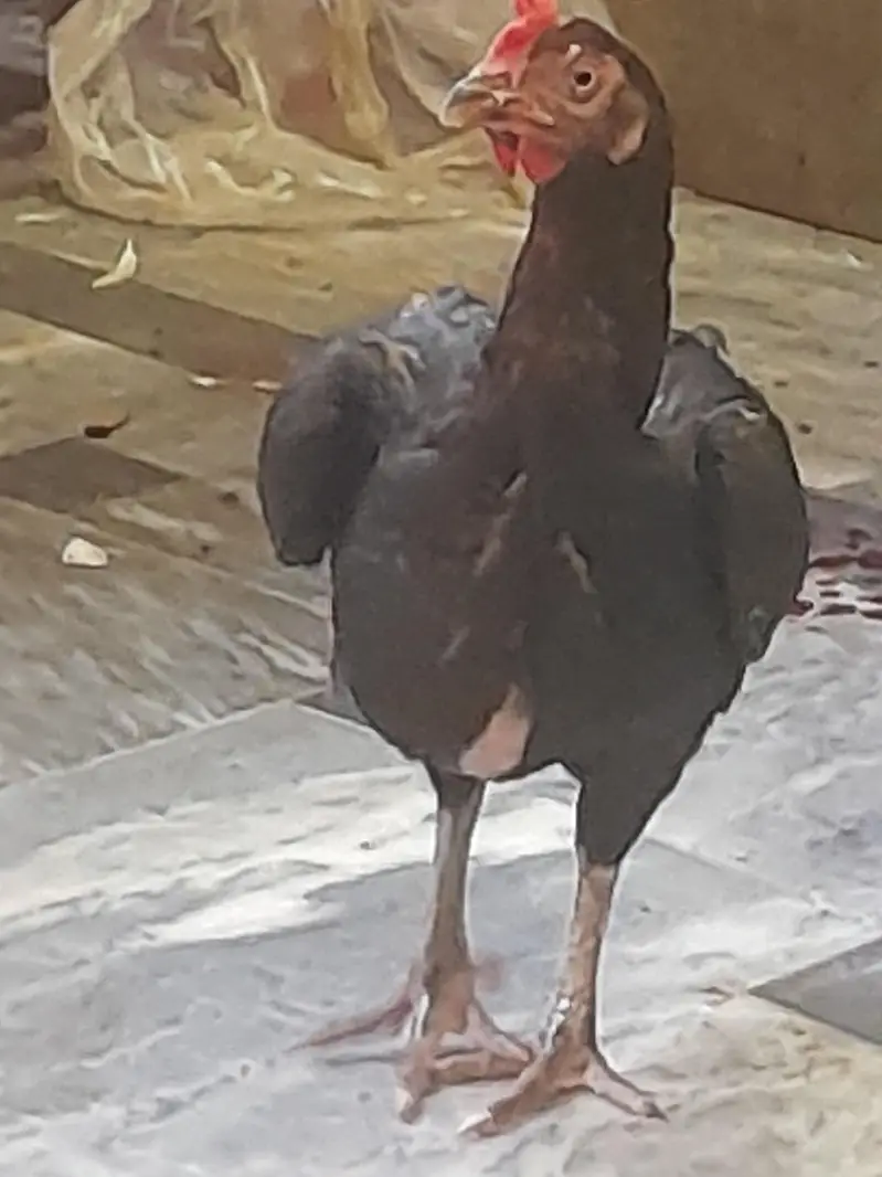 Top quality aseel bengum 1 male 2 female. . . [Male 6500]. . — photo 5