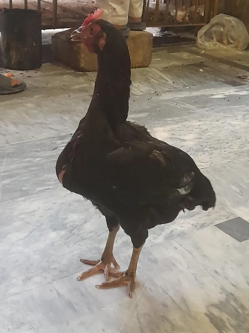Top quality aseel bengum 1 male 2 female. . . [Male 6500]. . — photo 6