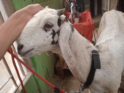 doodh wali bakri for sale