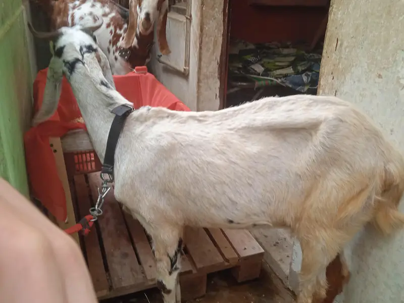 doodh wali bakri for sale — photo 2