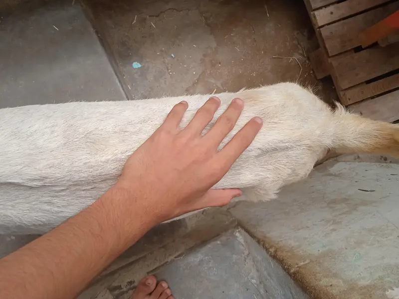 doodh wali bakri for sale — photo 3