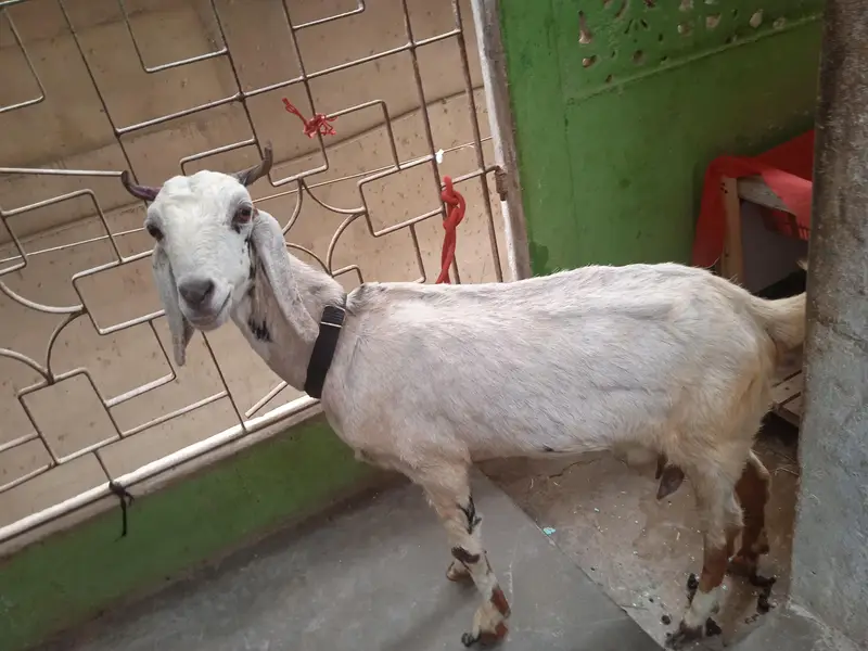 doodh wali bakri for sale — photo 4