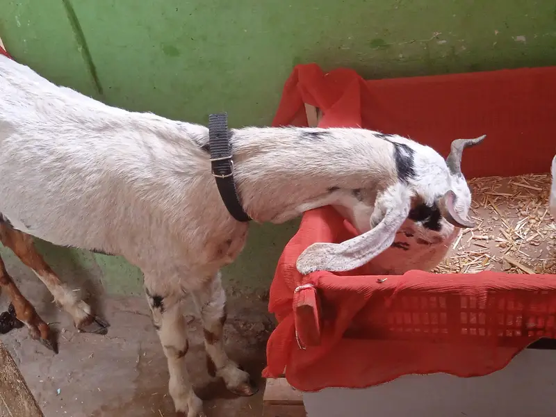 doodh wali bakri for sale — photo 6