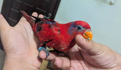 Red Malacand lorry With DNA Male