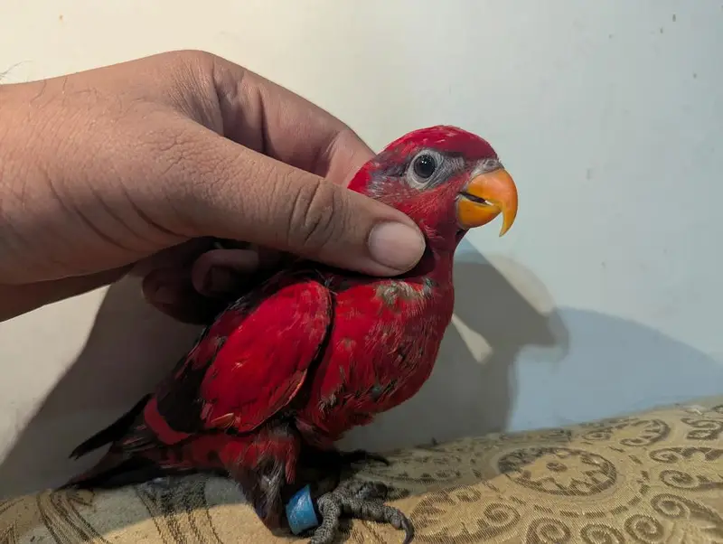 Red Malacand lorry With DNA Male — photo 2