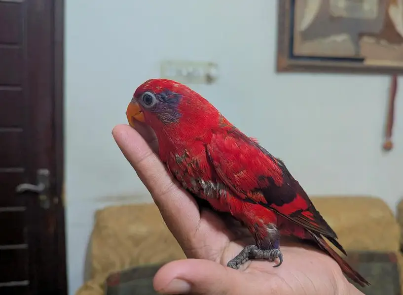 Red Malacand lorry With DNA Male — photo 3