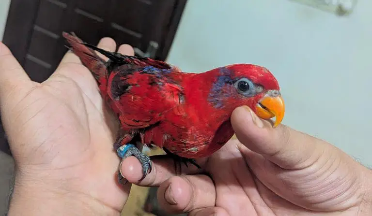 Red Malacand lorry With DNA Male — photo 4