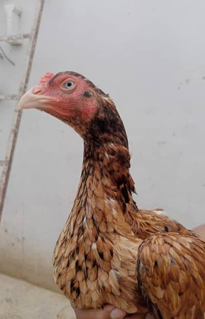 White eye ki mazboot behtareen female