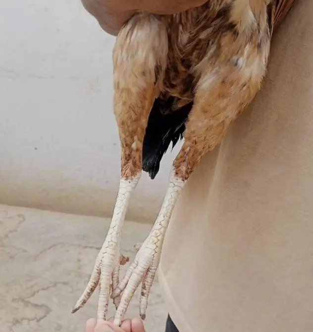 White eye ki mazboot behtareen female — photo 2