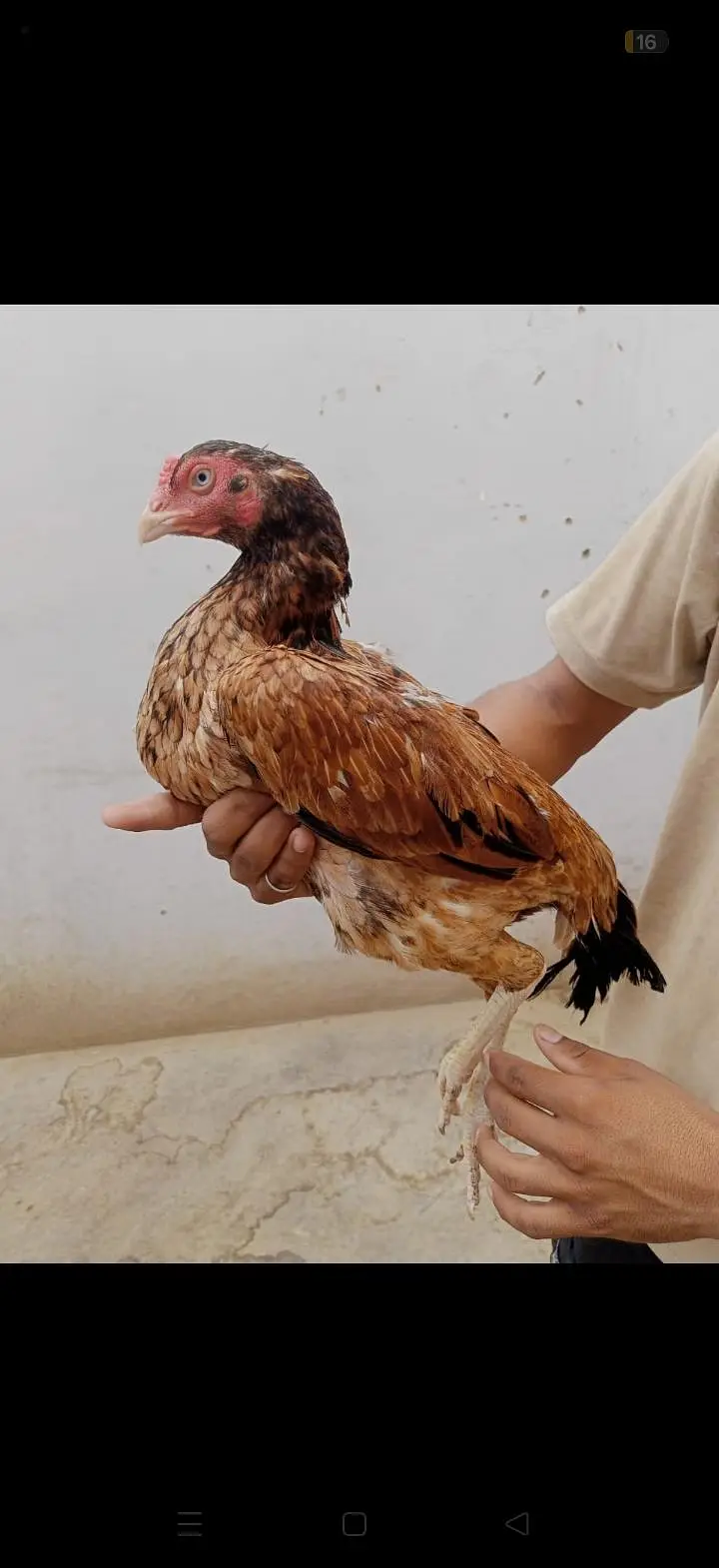White eye ki mazboot behtareen female — photo 3