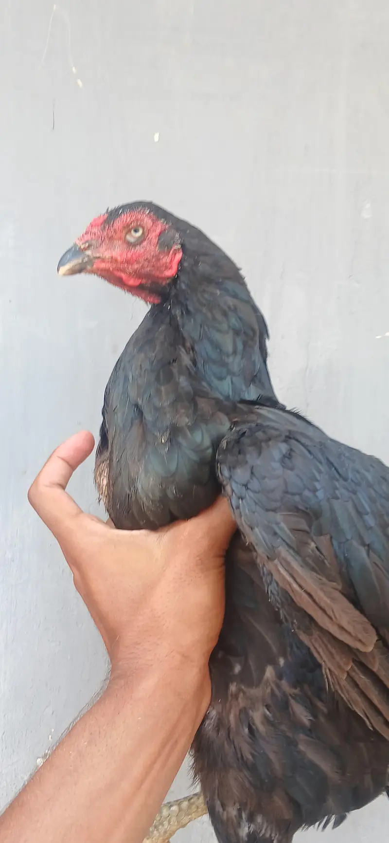 pure aseel dabal had ma ready for laying eggs 03368792398 — photo 2