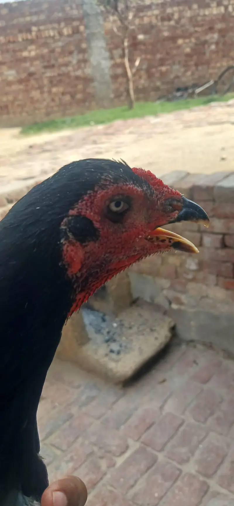 pure aseel dabal had ma ready for laying eggs 03368792398 — photo 3