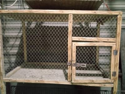 cocktail common white red eyes female medium size wooden cage