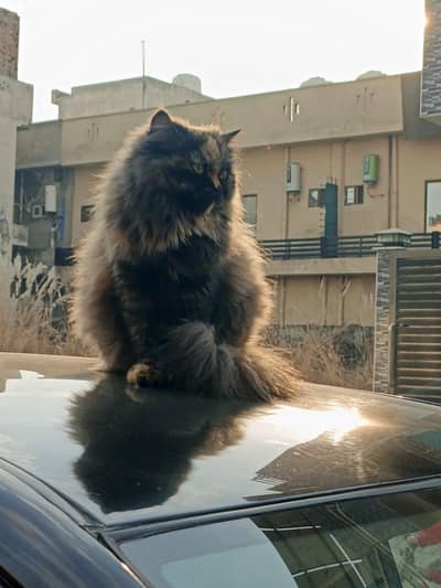 Pesian Female Cat with 2 kittens