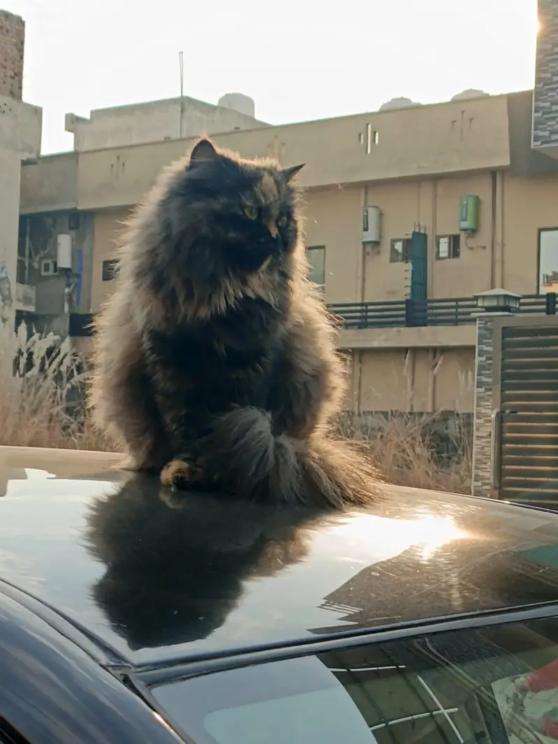 Pesian Female Cat with 2 kittens — photo 8