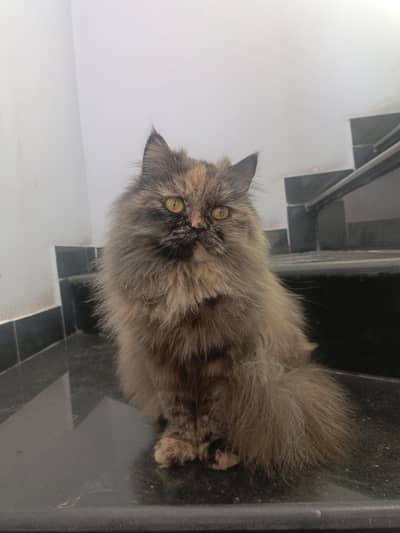 Pesian Female Cat with 2 kittens