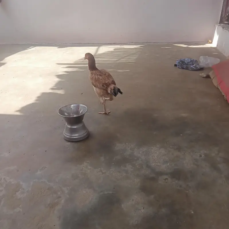 03101020766مرغی پور سیل — photo 2