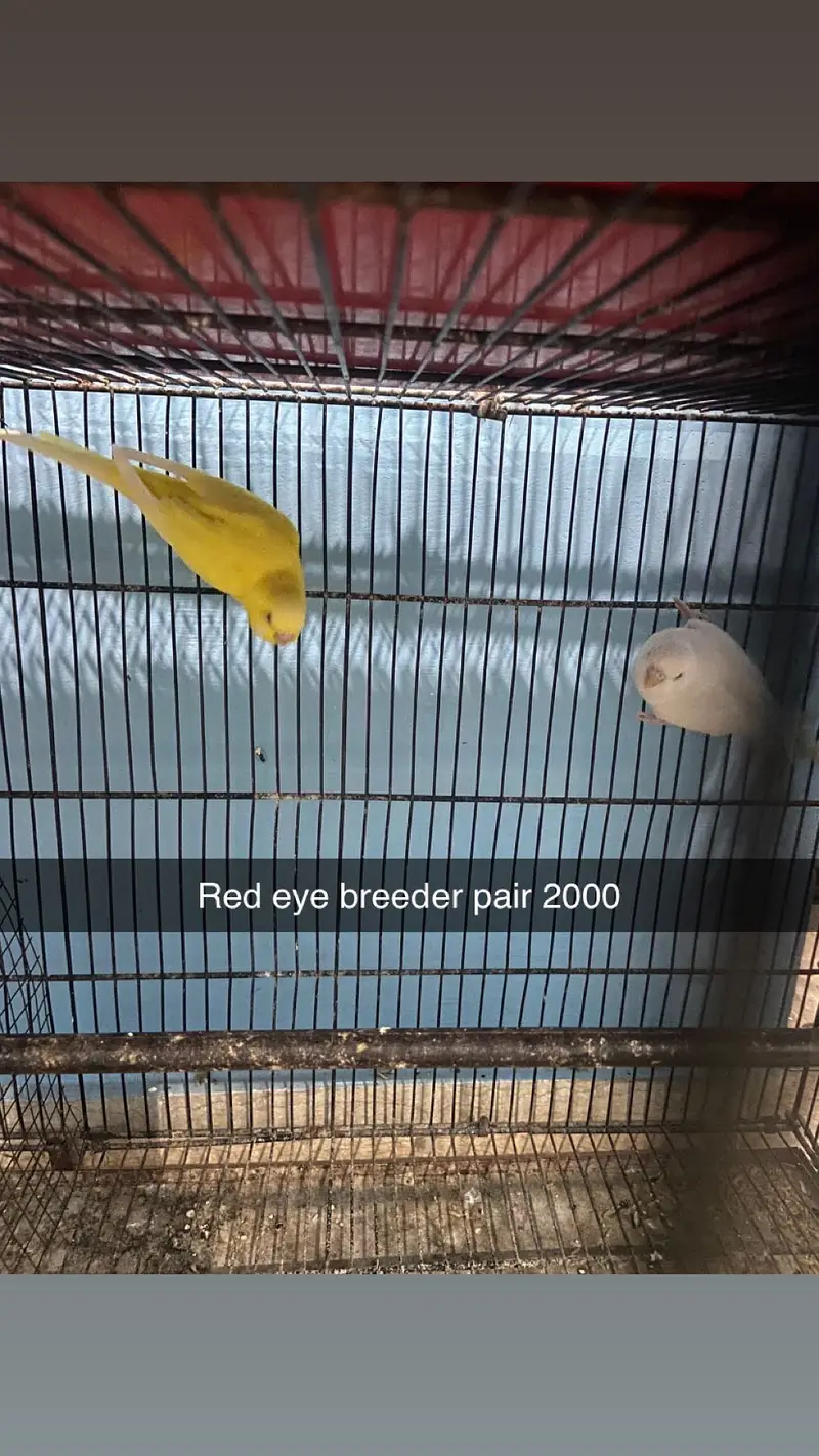Red eyes breeders pairs and extra pieces — photo 2