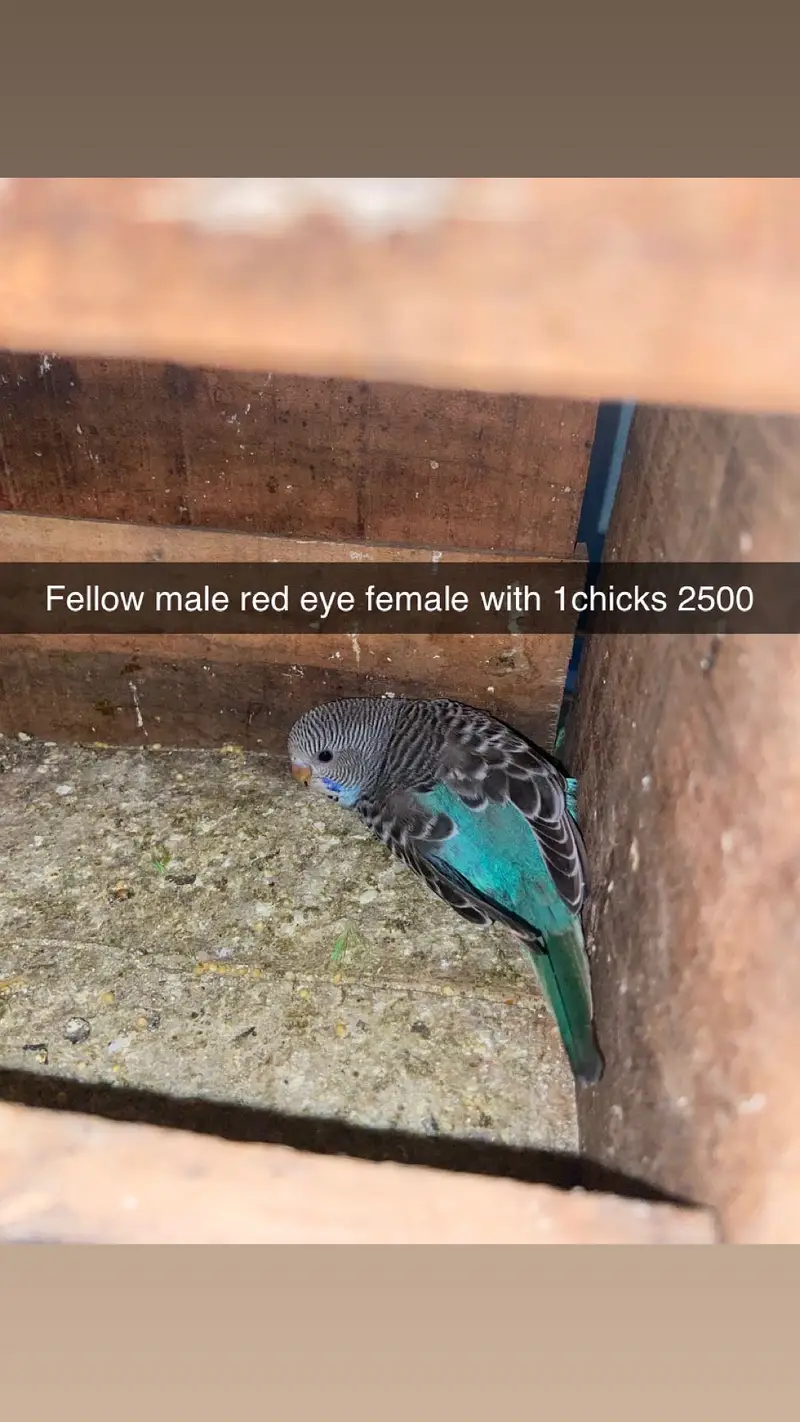 Red eyes breeders pairs and extra pieces — photo 3
