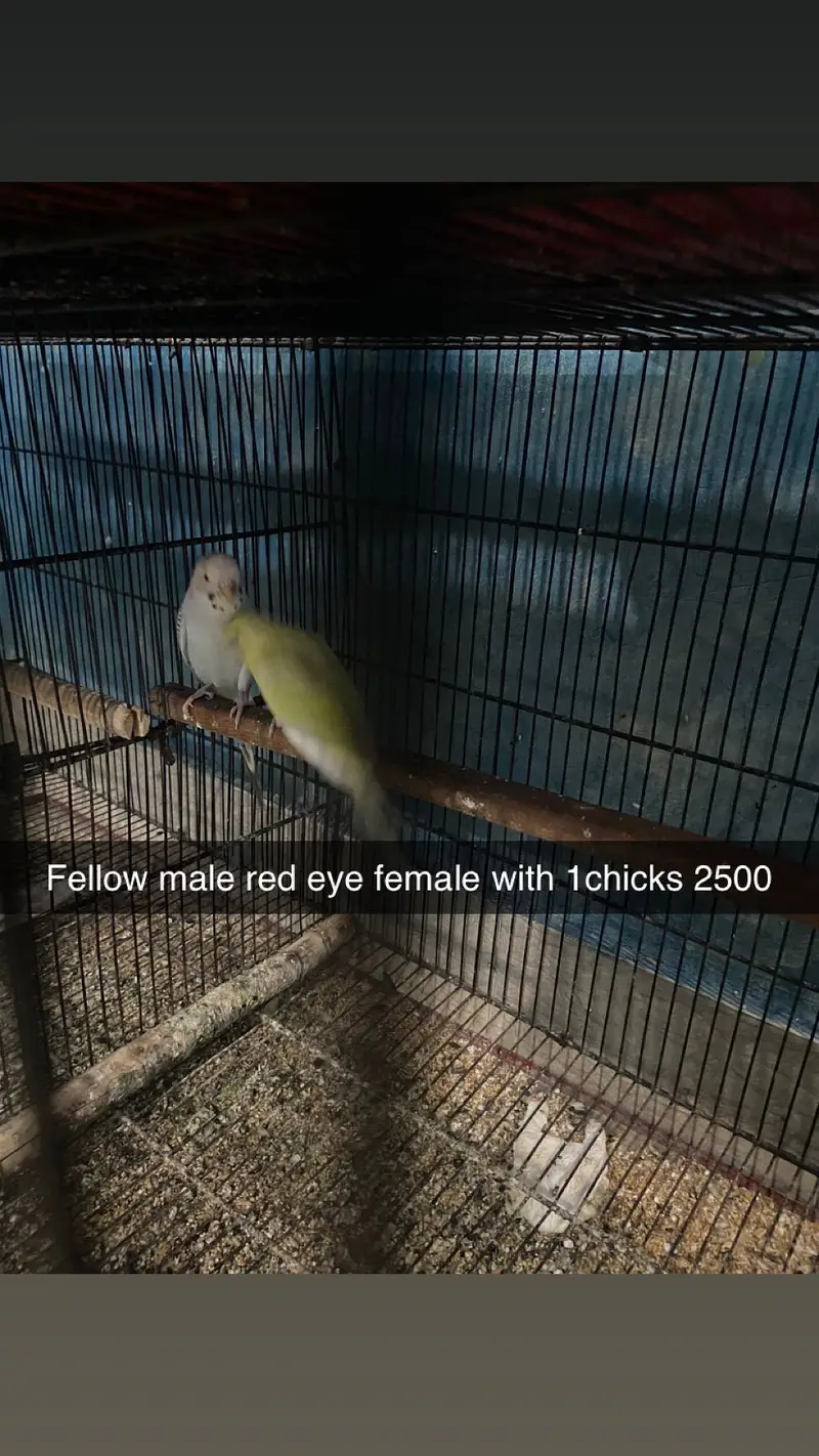 Red eyes breeders pairs and extra pieces — photo 4