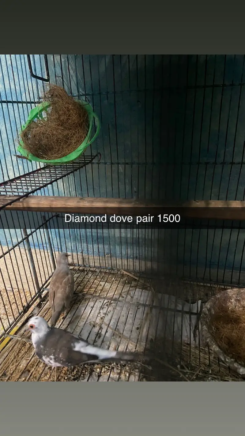 Red eyes breeders pairs and extra pieces — photo 5