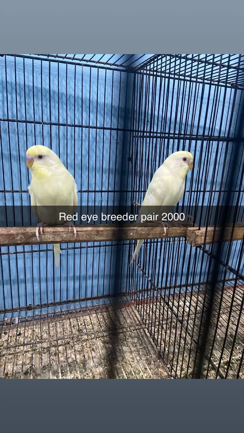 Red eyes breeders pairs and extra pieces — photo 6