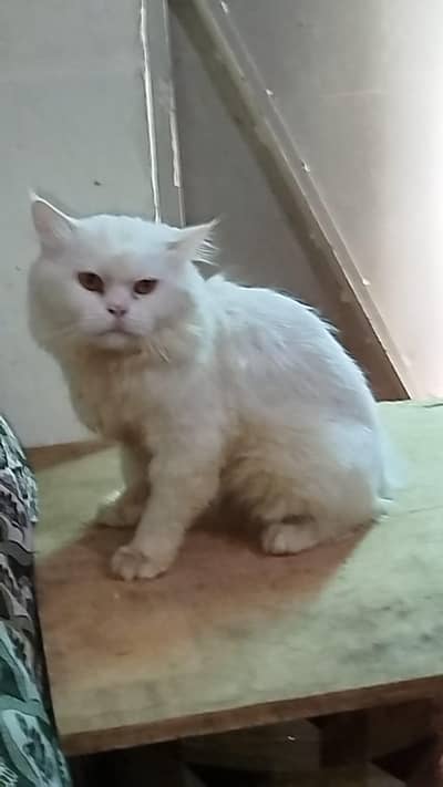 Persian