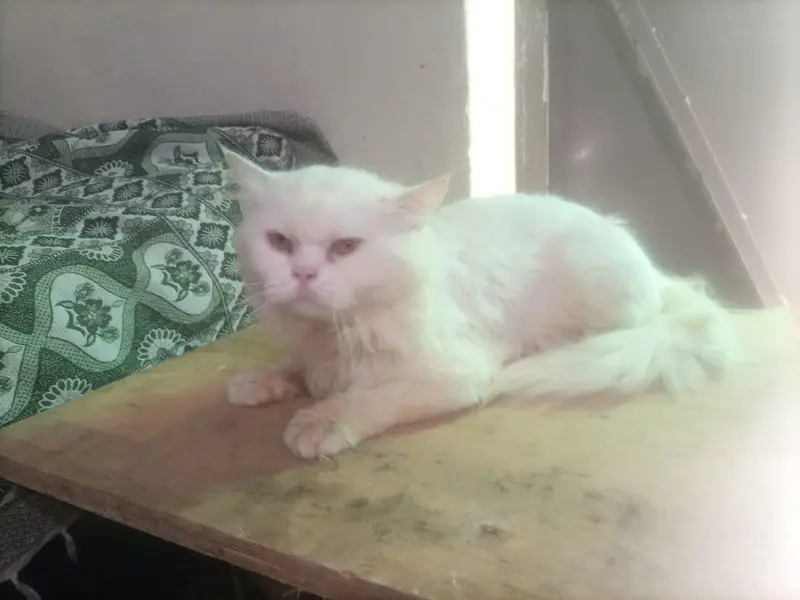 Persian — photo 2