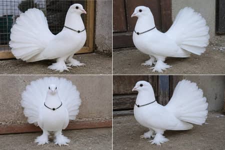 laka pigeon