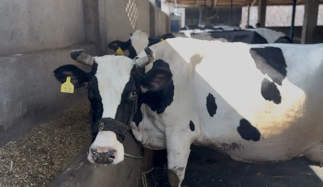 100% Pure Fresh Cow Milk — photo 2