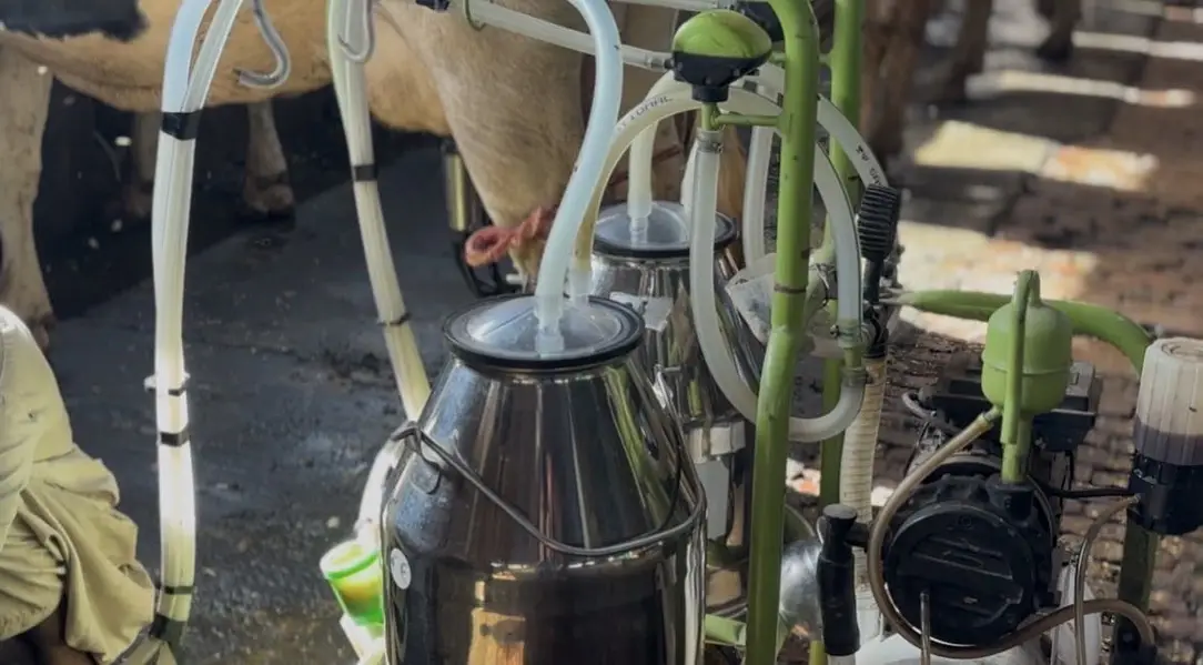 100% Pure Fresh Cow Milk — photo 3