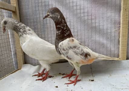 Lakhy resulted bredr pair avil