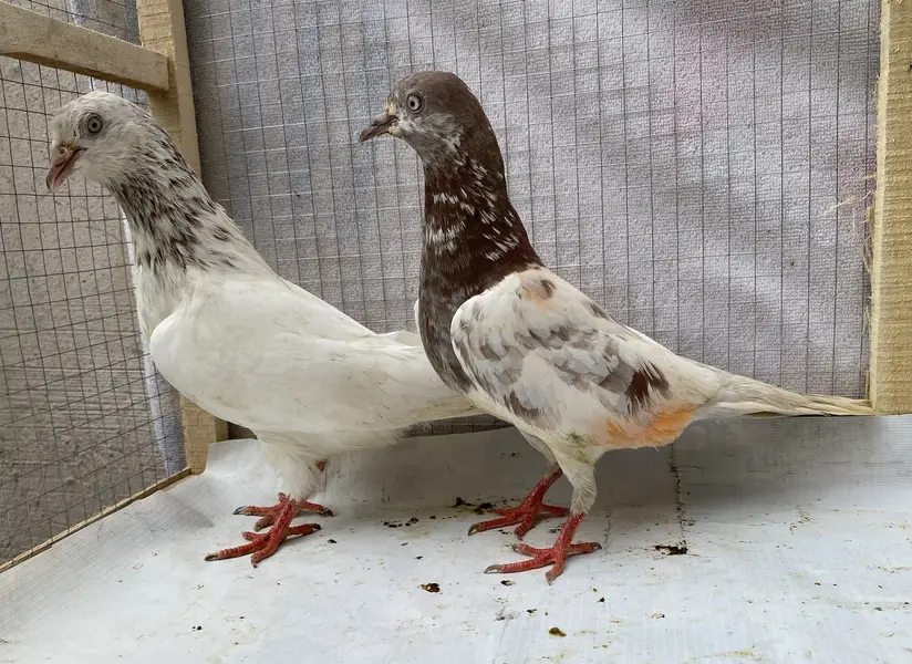 Lakhy resulted bredr pair avil — photo 2