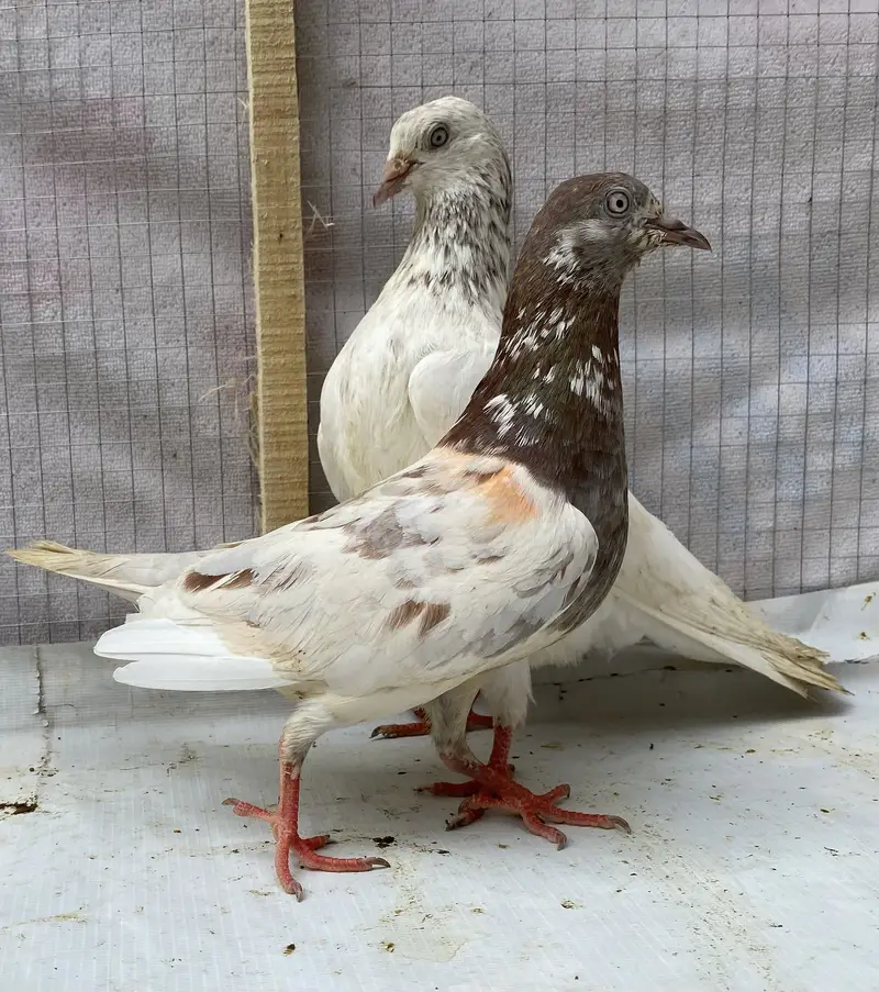 Lakhy resulted bredr pair avil — photo 3