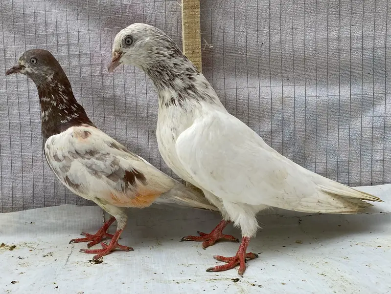 Lakhy resulted bredr pair avil — photo 4