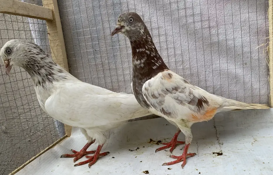 Lakhy resulted bredr pair avil — photo 5
