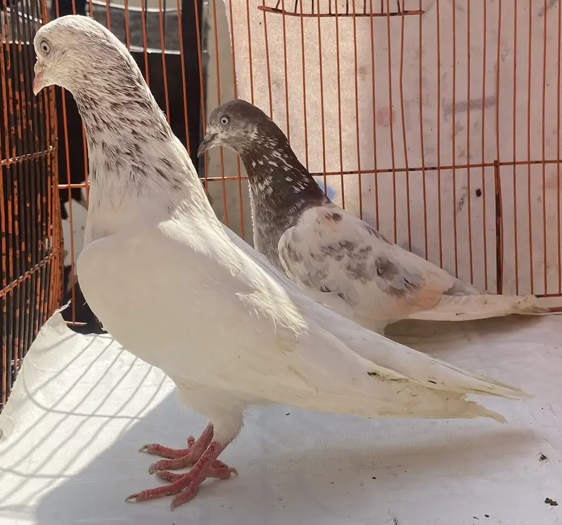 Lakhy resulted bredr pair avil — photo 7
