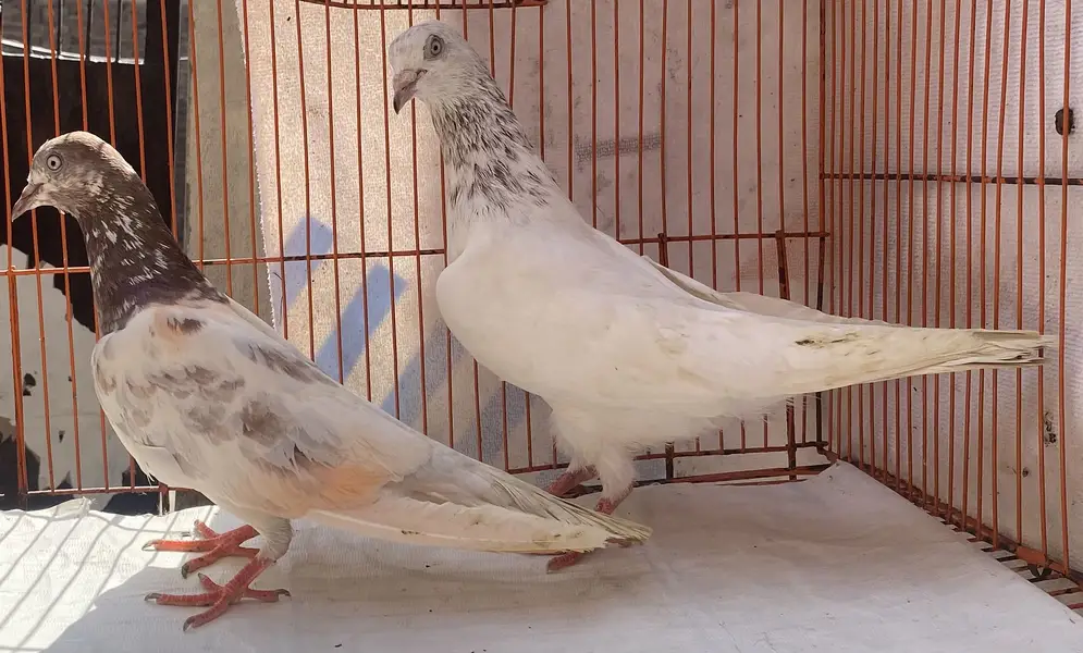 Lakhy resulted bredr pair avil — photo 10