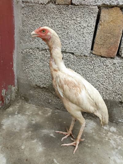 Best Quality Aseel Female For Sale. . . what's app 03219874606
