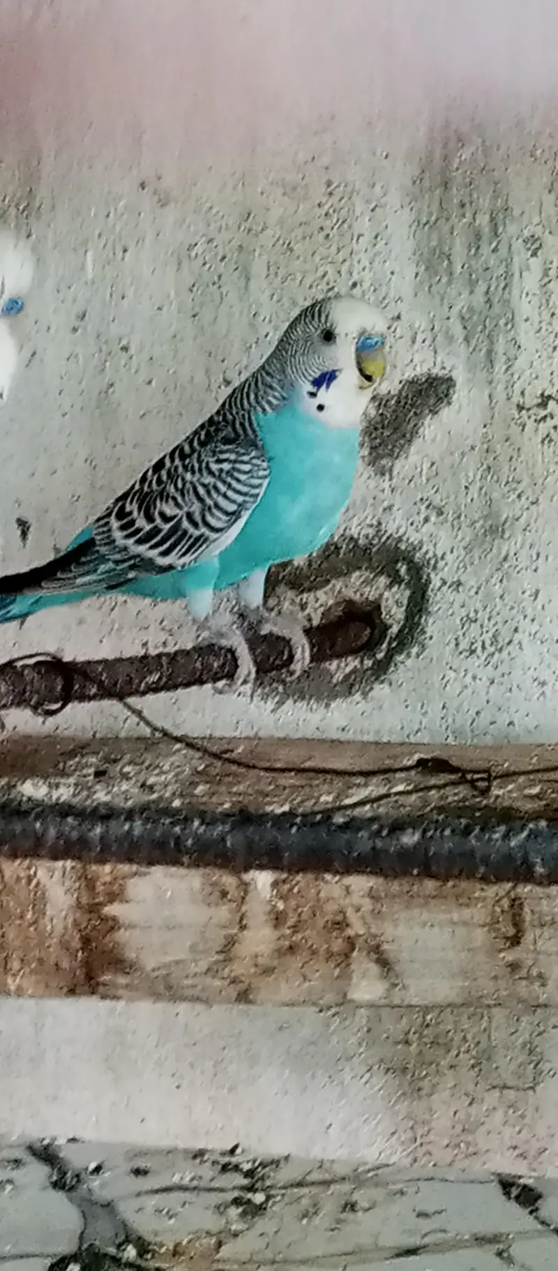 Cocktail parrot pair white Australia bird budgies — photo 4