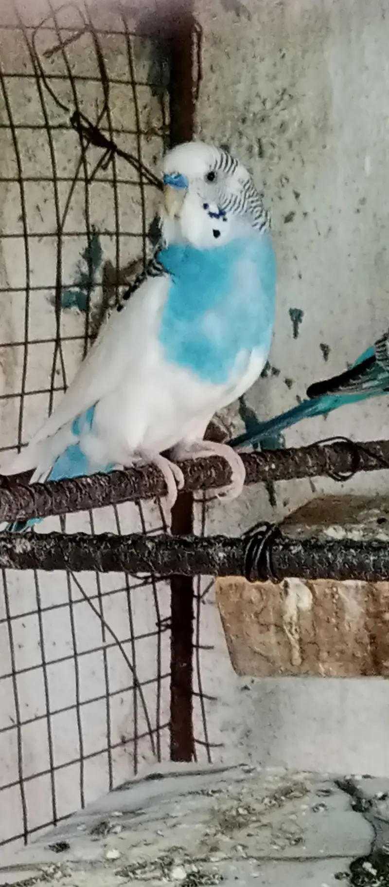 Cocktail parrot pair white Australia bird budgies — photo 5