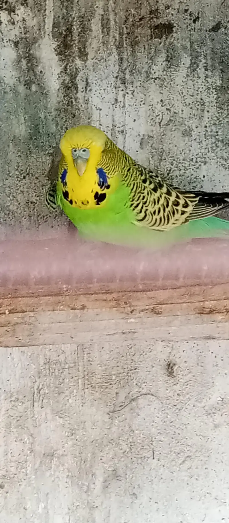 Cocktail parrot pair white Australia bird budgies — photo 6
