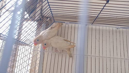 Albino Pattah