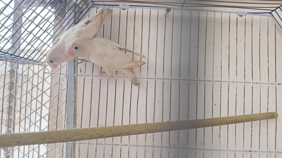 Albino Pattah — photo 2