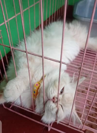 ALL AGE PARSION CAT,S+ KITTENS AVALABEL