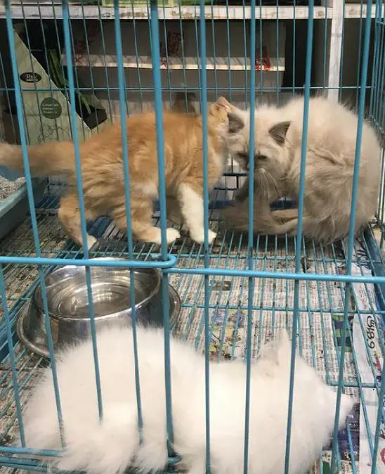 ALL AGE PARSION CAT,S+ KITTENS AVALABEL — photo 3